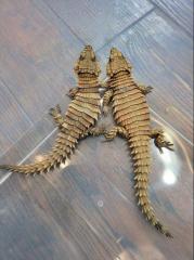 1. 1 Ouroborus Cataphractus
