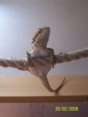 Süße Bartagame