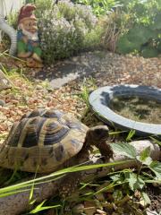 Griechische Landschildkröte