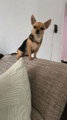 Yorkshire Terrier Hündin