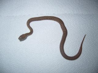 Antaresia Childreni