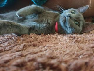 Suche Deckkater