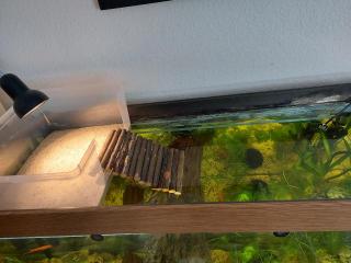 Höckerschildkröten abzugeben