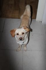 Tringend ein liebes neues zuhause gesucht