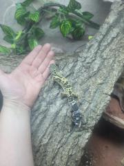 Leopardgecko