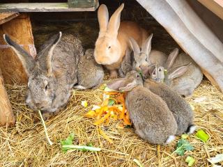 Deutsche Riesen Babys