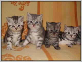 BKH Kitten
