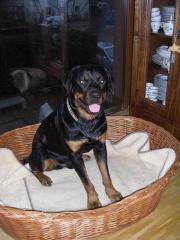 Notfall Rusty sucht ein neues Zuhause