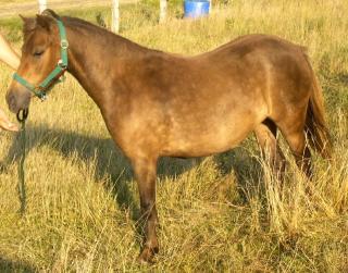 Classic Pony Stute Libell