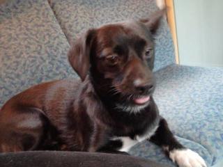 Tayson sucht ein neues Zuhause
