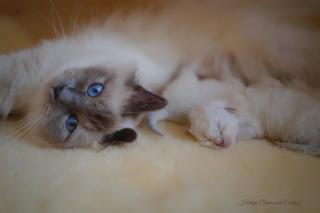 Heilige Birma Kitten mit Stammbaum