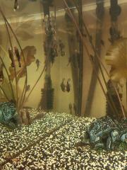 Welse Ancistrus 2-3 cm groß