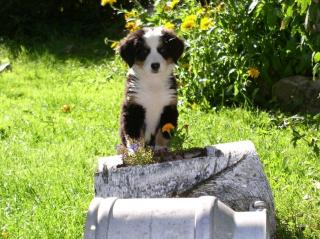 Hübsche Berner Sennenwelpen abzugeben