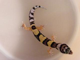 Leopardgeckos