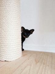 Orientalisch Kurzhaar Kitten mit Papiere / Stammbaum