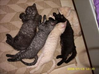 Katzen mit Schäfchenfell