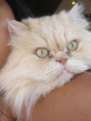 Perser Momi sucht ein Zuhause
