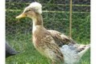 Landente mit HAUBE wildfarbig