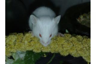 Futtermäuse und Futterratten, Vitamin, - Mineralstoffreich ernährt