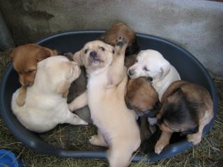 8 süsse Mischlings-Welpen suchen ein liebevolles Zuhause
