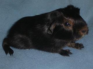 Junger Rassemeerschweinchen Nachwuchs aus vet. amtlich geprüfter Hobbyzucht