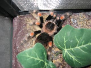 Vogelspinne Avicularia-Avicularia Brachypelma Smithi