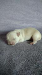 Chihuahua Welpen