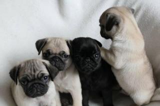 Mops, Welpe, männlich weiblich,