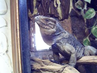 Biete 1, 0 Nashornleguan NZ 04 cyclura cornuta