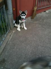 Süßer Husky Welpe Rüde sucht ein schönes zuhause