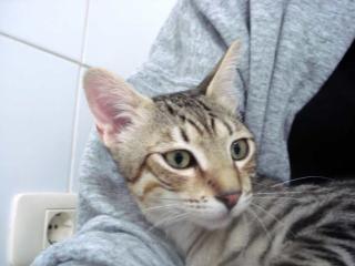 Knuffiger Tigerkater Castle