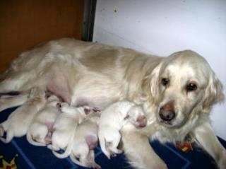 Süße Golden Retriever Welpen