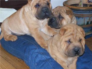 Süße braune Shar-Pei Welpen 3 Rüden
