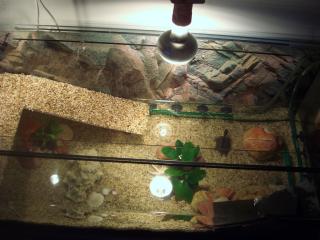 Chinesische Dreikielschildkröte mit Aquarium und allem Zubehör zu verkaufen
