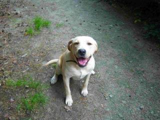 BLONDE LABRADOR JUNGHÜNDIN GÜNSTIG IN LIEBEVOLLE HÄNDE