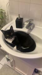 Bkh Deckkater sucht nette Dame