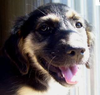 Pfötchenhilfe Rhodos sucht für Schäferhund-Mix Paris ein neues Zuhause