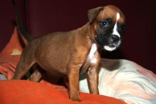 Hirschrote Boxerwelpen