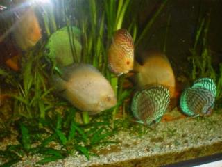Suche Diskus White Diamond / Blaukopfheckel