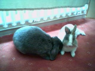 Süßes Kaninchenpaar sucht ein neues zu Hause