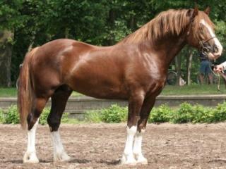 Typvoller und ausdrucksstarker Welsh-Cob Hengst