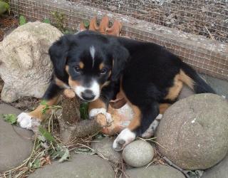 Entlebucher/ Appenzellerwelpen