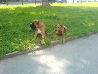 Wir erwarten in den nächsten Tagen AmStaff-Boxer welpen