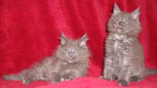 XXL cream und blue smoke Maine Coon Kitten