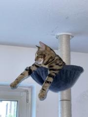 Bengal Kater