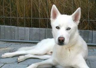 Husky schneeweiß, nicht kastriert