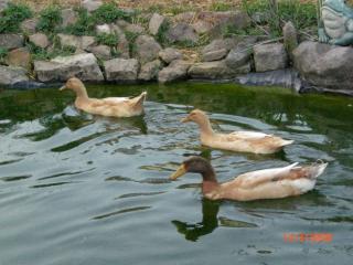 Seltene Haustierrasse Orpingtonenten
