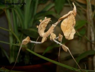 SUCHE GOTTESANBETERIN IDOLOMANTIS DIABOLICA