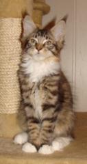 Wunderschönes Black Tabby/white Maine Coon Kitten