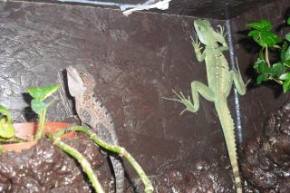 Suche 0. 1 Stirnlappenbasilisk Basiliscus plumifrons